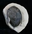 Bumpy Zlichovaspis Trilobite - Great Eye Facets #3758-1